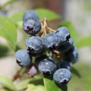 Neu! Blaubeere Earliblue (Pflanze)