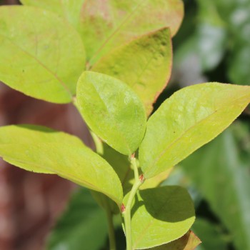 Blaubeere Golden Leaf (Pflanze)