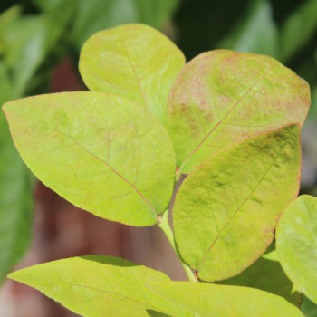 Blaubeere Golden Leaf (Pflanze)
