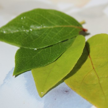 Blaubeere Golden Leaf (Pflanze)