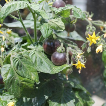 Tomate Blaue Zimmertomate (Zwergtomate) (Samen)