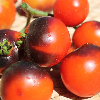 Tomate Blaue Zimmertomate (Zwergtomate) (Samen)