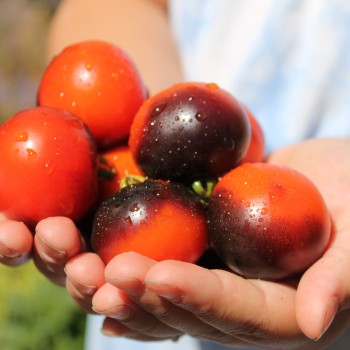 Tomate Blaue Zimmertomate (Zwergtomate) (Samen)