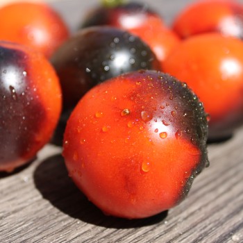 Tomate Blaue Zimmertomate (Zwergtomate) (Samen)