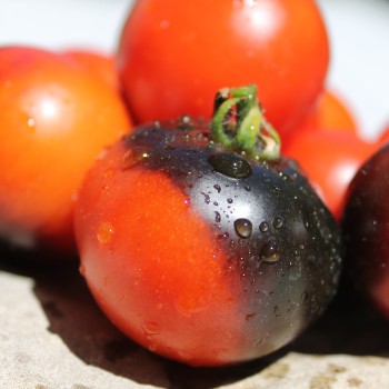 Tomate Blaue Zimmertomate (Zwergtomate) (Samen)