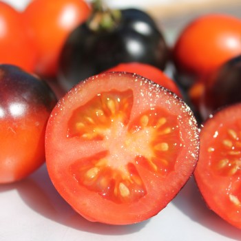 Tomate Blaue Zimmertomate (Zwergtomate) (Samen)