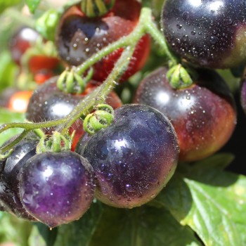 Tomate Blaue Zimmertomate (Zwergtomate) (Samen)