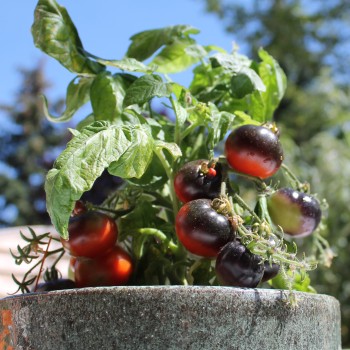 Tomate Blaue Zimmertomate (Zwergtomate) (Samen)