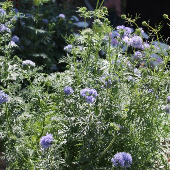 Blaues Sperrkraut (Samen)
