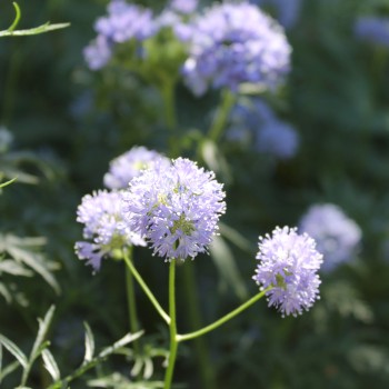 Blaues Sperrkraut (Samen)