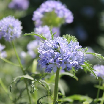 Blaues Sperrkraut (Samen)