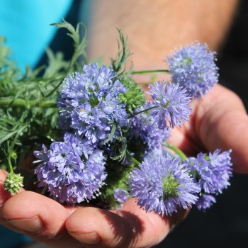 Blaues Sperrkraut (Samen)