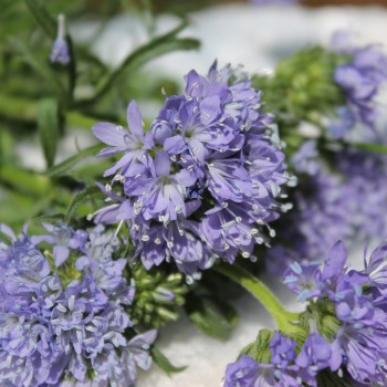 Blaues Sperrkraut (Samen)
