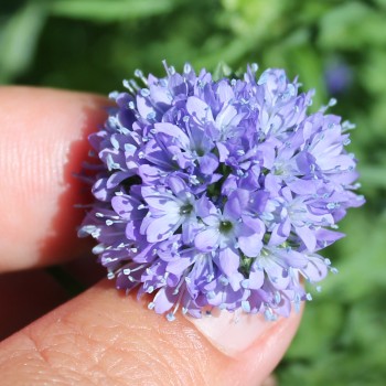 Blaues Sperrkraut (Samen)
