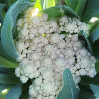 Blumenkohl Herbstriesen (Samen)