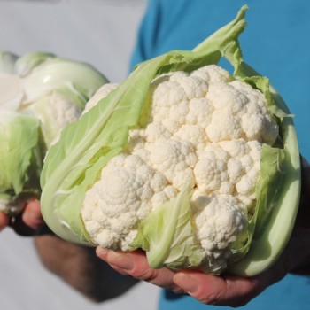 Blumenkohl Herbstriesen (Samen)