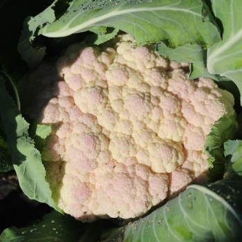 Blumenkohl Rober (Samen)