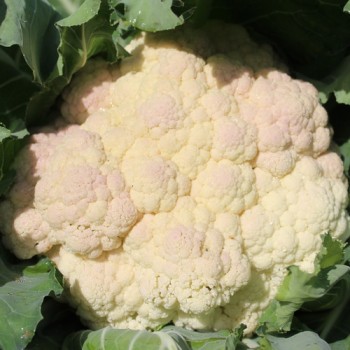Blumenkohl Rober (Samen)