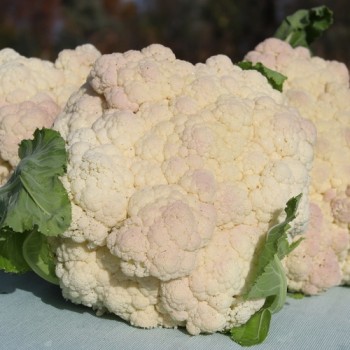 Blumenkohl Rober (Samen)