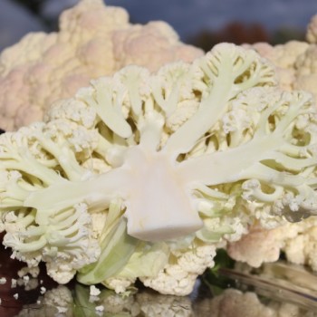 Blumenkohl Rober (Samen)