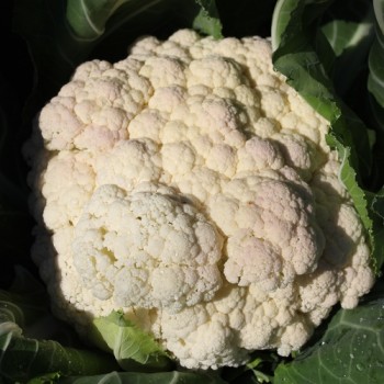 Blumenkohl Rober (Samen)