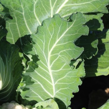 Blumenkohl Rober (Samen)