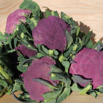 Blumenkohl Violetta di Sicilia (Samen)