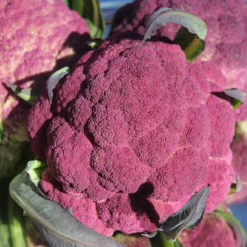 Blumenkohl Violetta di Sicilia (Samen)