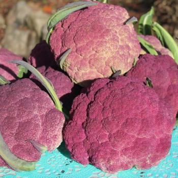 Blumenkohl Violetta di Sicilia (Samen)