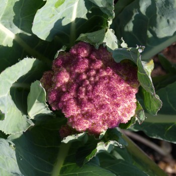 Blumenkohl Violetta di Sicilia (Samen)