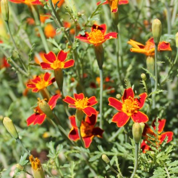 Blutorangengewürztagetes (Samen)