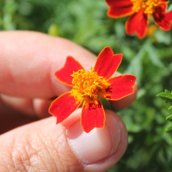 Blutorangengewürztagetes (Samen)