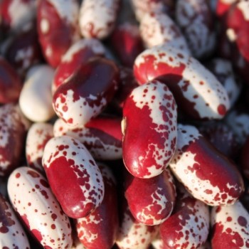 Buschbohne Cannelino Rosso (Samen)