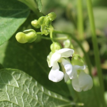 Stangenbohne Nasieddu Viola (Samen)