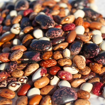 Bohnenmix (Samen)