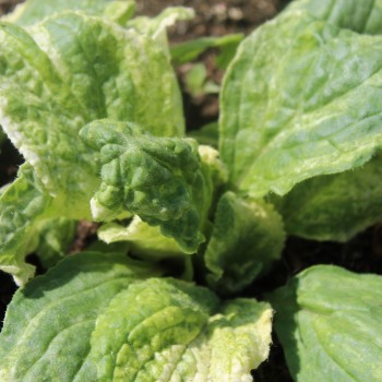 Borretsch Variegated Bill Archer (Samen)