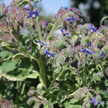 Borretsch Variegated Bill Archer (Samen)