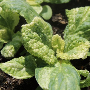 Borretsch Variegated Bill Archer (Samen)