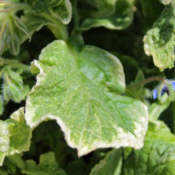 Borretsch Variegated Bill Archer (Samen)
