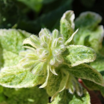 Borretsch Variegated Bill Archer (Samen)