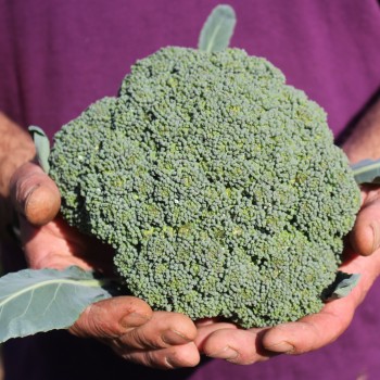 Broccoli Calabrese (Samen)