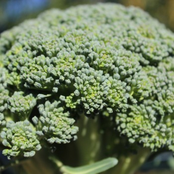 Broccoli Calabrese (Samen)