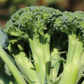 Broccoli Calabrese (Samen)