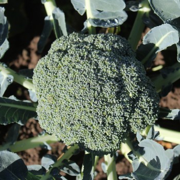 Broccoli Calabrese (Samen)