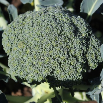 Broccoli Calabrese (Samen)