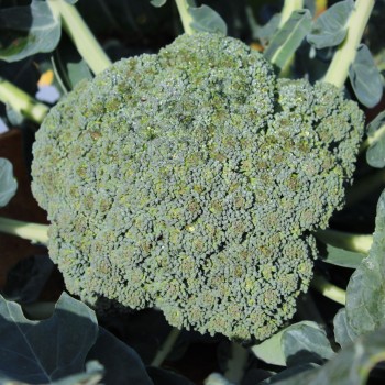 Broccoli Cezar (Samen)