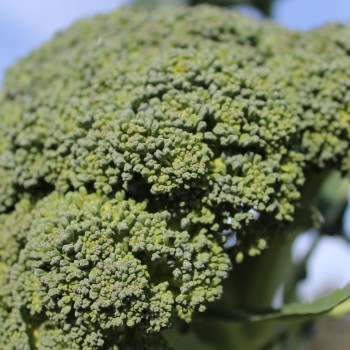 Broccoli Cezar (Samen)