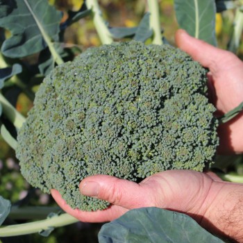 Broccoli Cezar (Samen)