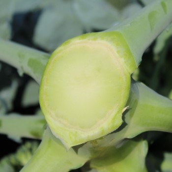 Broccoli Cezar (Samen)