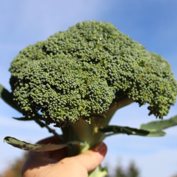 Broccoli Cezar (Samen)